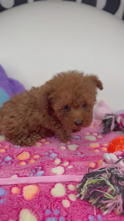 Dark Red Male Micro Poodle Deposit Only‼️ (Please DESCRIPTION Read Below‼️)