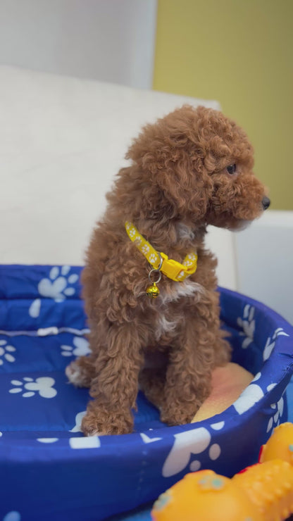 Female Toy Poodle (Deposit Only‼️Please Read The Description Below‼️)