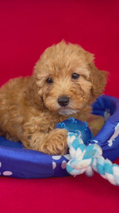 Apricot Male Teacup Poodle (Deposit Only‼️Please Read The Description Below‼️)