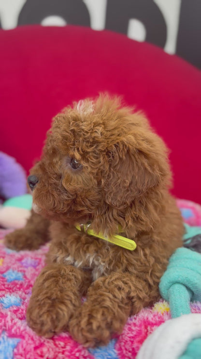 Dark Red Male Miniture Poodle (Deposit Only, Please Read The Description Below‼️)
