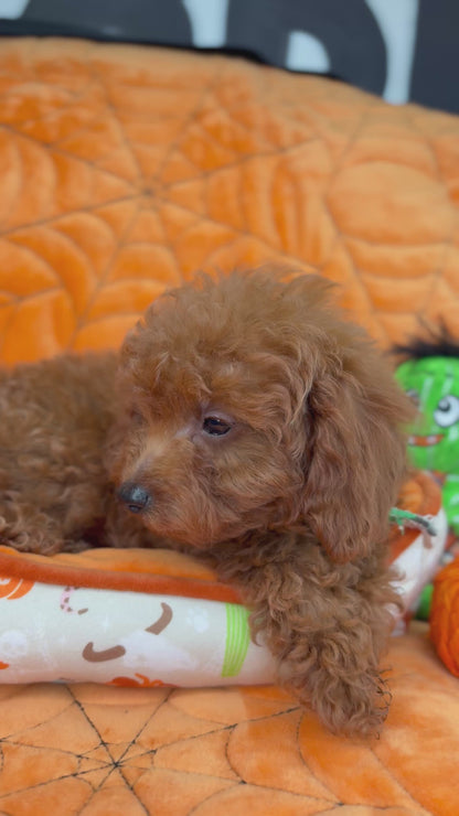 Red Male Teacup Poodle (Deposit Only‼️ Please Read The Description Below‼️)