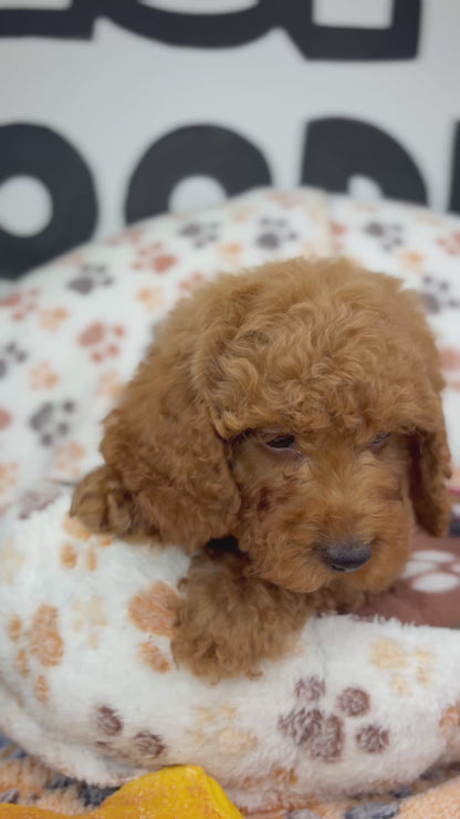 Red Male Toy Poodle ‼️(Deposit Only ‼️ Please Read The Description Below ‼️)