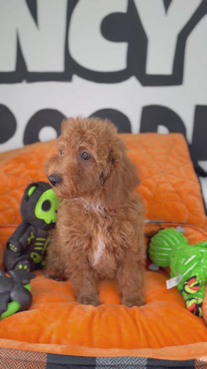 Apricot Male Miniature Poodle ( Deposit Only, Please Read The DESCRIPTION Below‼️)