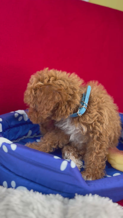 Apricot Female Tiny Toy Poodle ( Deposit Only, Please Read The DESCRIPTION Below‼️)