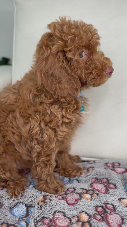 Red Nose Male Miniature Poodle PROMOTION PUP (Deposit Only ‼️ Please Read The DESCRIPTION Below‼️)