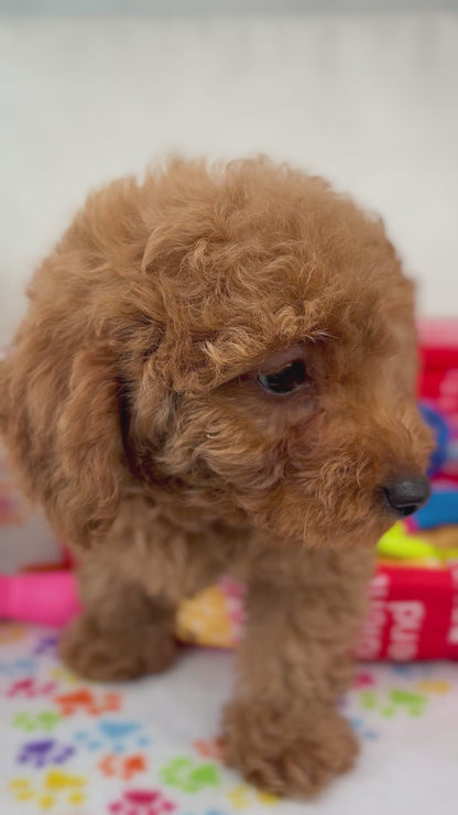Red Female Toy Poodle 🐩 (Deposit Only ‼️ Please Read The Description Below ‼️)