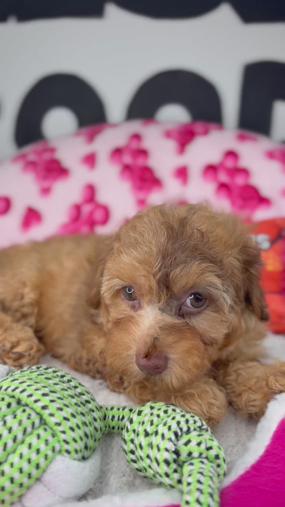 Chocolate Merle Female Toy Poodle 🐩 (Deposit Only‼️Please Read The Description Below‼️)
