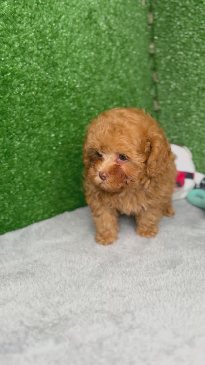 Zion The Micro Poodle (Deposit Only ‼️Please Read The DESCRIPTION Below‼️)