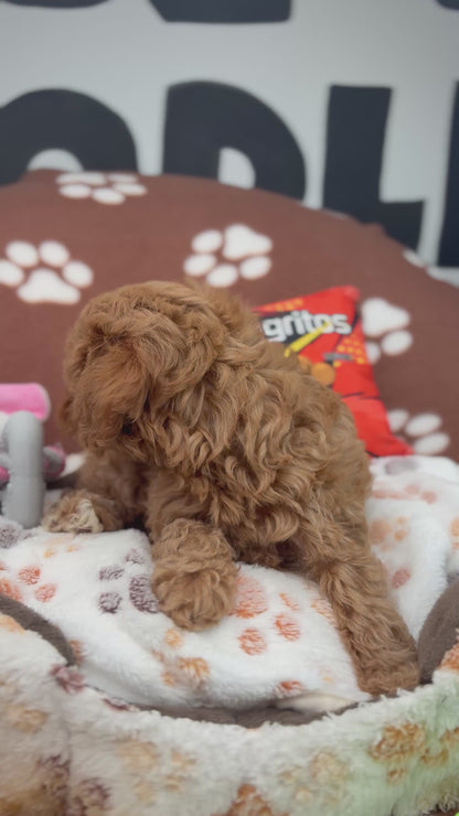 Red Male Toy Poodle  ( Deposit Only‼️Please Read The Description Below‼️)