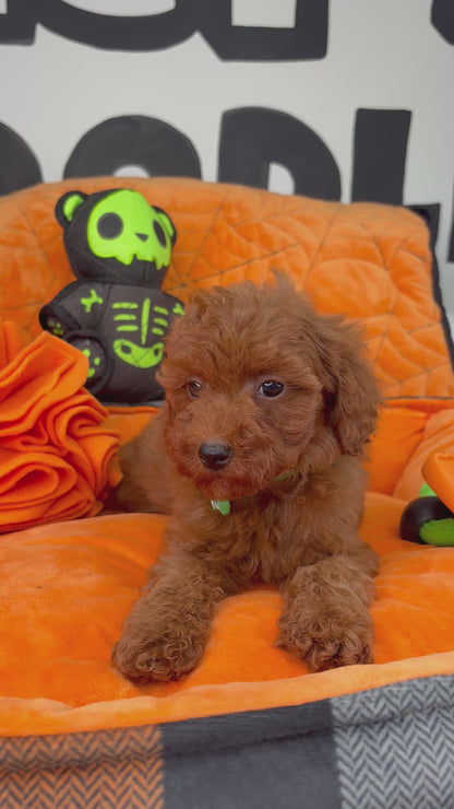 Red Male Teacup Poodle (Deposit Only‼️Please Read The Description Below‼️)