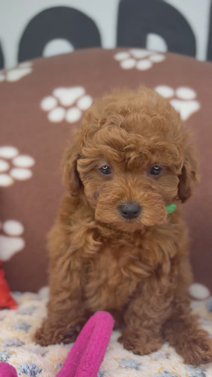 Dark Red Male Toy Poodle 🐩 (Deposit Only‼️Please Read The Description Below‼️)