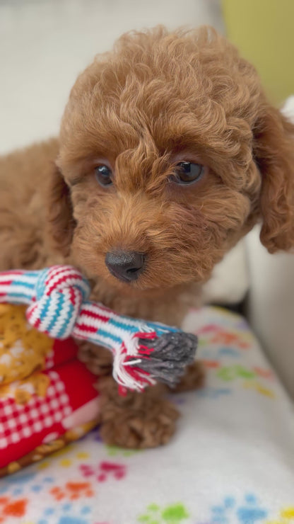 Apricot Female Toy Poodle (Deposit Only‼️Please Read The Description Below‼️)