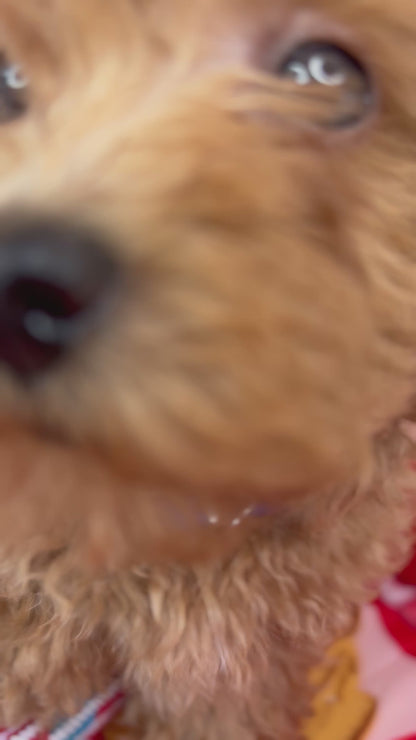 Female Apricot Toy Poodle (Deposit Only Please Read The DESCRIPTION Below‼️