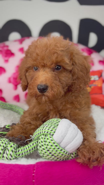 Red Male Toy Poodle 🐩 ‼️(Deposit Only, Please Read The Description Below‼️)