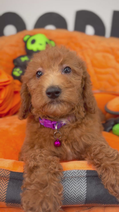 Red Female Miniture Poodle (Deposit Only, Please Read The Description Below‼️)