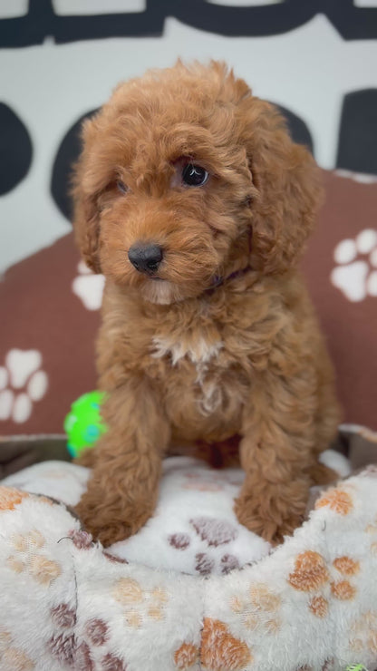 Red Male Toy Poodle (Deposit Only ‼️ Please Read DESCRIPTION Below‼️)