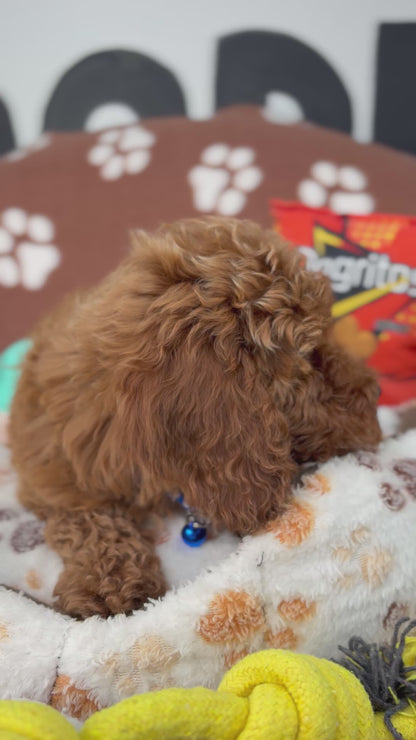 Red Male Miniature Poodle (Deposit Only ‼️ Please Read The DESCRIPTION Below‼️)