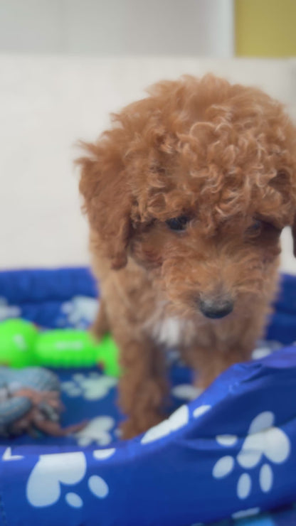Female Toy Poodle ( Deposit Only, Please Read The DESCRIPTION Below‼️)