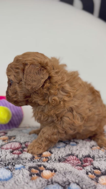 Ruby The Red Female Toy Poodle (Deposit Only‼️ Please Read The Description Below‼️)