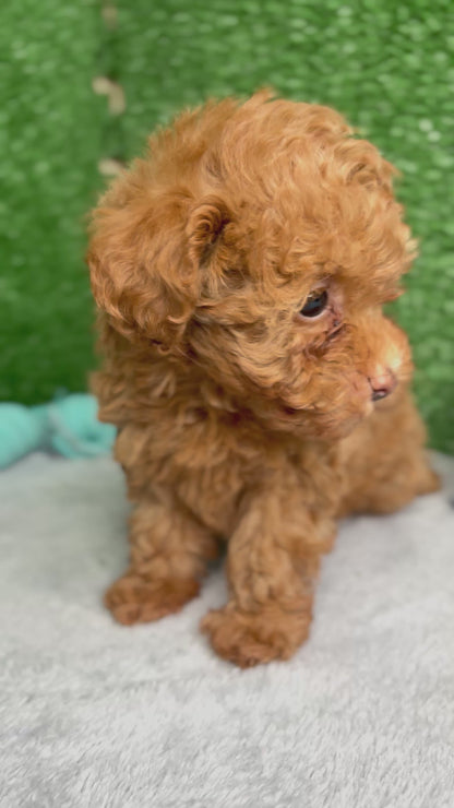 Zen The Micro Poodle 🐩 (Deposit Only ‼️Please Read The Description Below‼️)