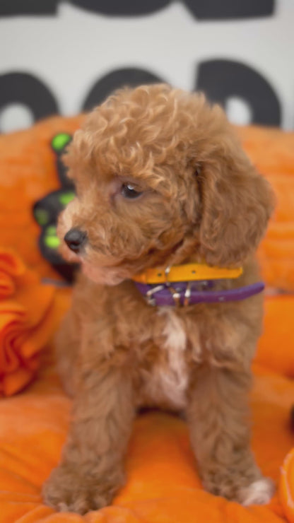 Red And White Female Toy Poodle ( Deposit Only, Please Read The DESCRIPTION Below‼️)