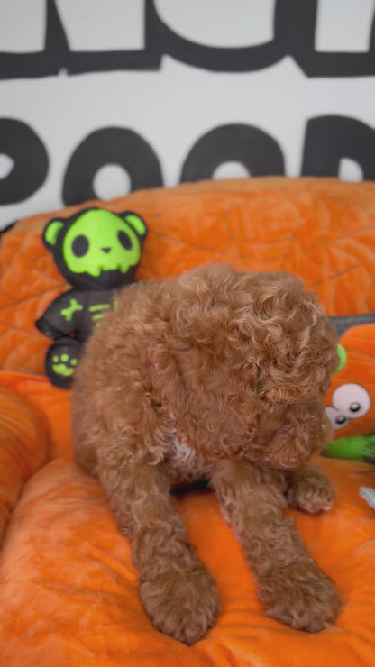 Red Male Miniature Poodle (Deposit Only ‼️ Please Read DESCRIPTION Below‼️)