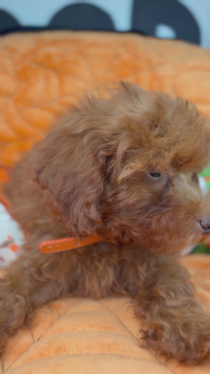Apricot Male Toy Poodle (Deposit Only ‼️ Please Read DESCRIPTION Below‼️)