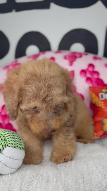 Chocolate Merle Male Toy Poodle 🐩 (Deposit Only ‼️ Please Read The Description Below ‼️)