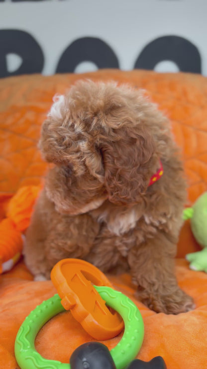 Dark Red And White Female Miniture Poodle (Deposit Only, Please Read The Description Below‼️)