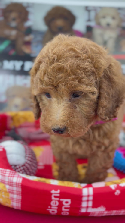 Red Male Toy Poodle (Deposit Only‼️Please Read The Description Below‼️)