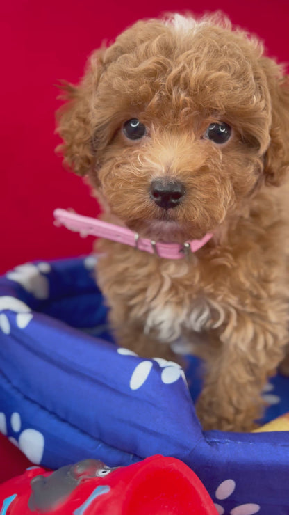 Female Teacup Poodle “Twin 2” (Deposit Only‼️ Please Red The DESCRIPTION Below‼️)