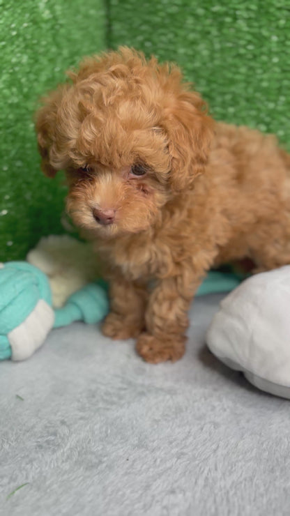 Royal The Apricot Micro Poodle 🐩 (Deposit Only ‼️Please Read The Description Below‼️)