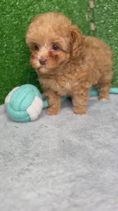 Paisley The Micro Poodle (Deposit Only ‼️‼️ Please DESCRIPTION Read Below‼️)