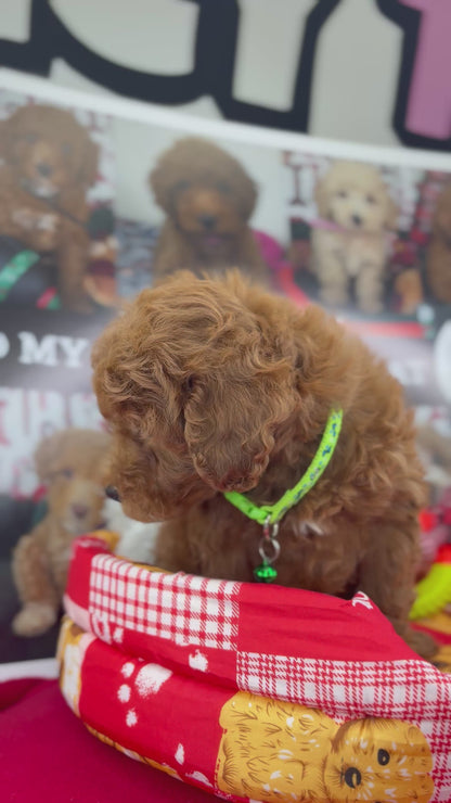 Dark Red Male Toy Poodle ‼️(Deposit Only ‼️ Please Read The Description Below ‼️)