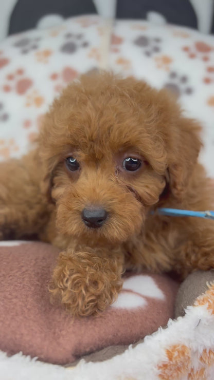 Red Female Toy Poodle ‼️ (Deposit Only Please Read The DESCRIPTION Below‼️