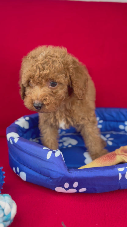 Red Male Toy Poodle 🐩 (Deposit Only‼️Please Read The Description Below‼️)