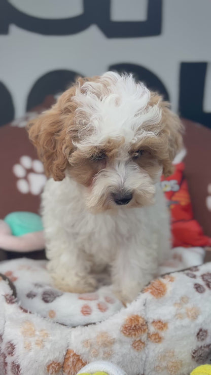 Party Colored Female Toy Poodle $1700 ($525 Deposit Only ‼️ Please Read DESCRIPTION Below‼️)