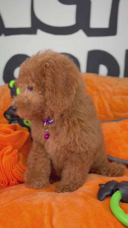 Apricot Female Miniature Poodle (Deposit Only ‼️ Please Read The DESCRIPTION Below‼️)