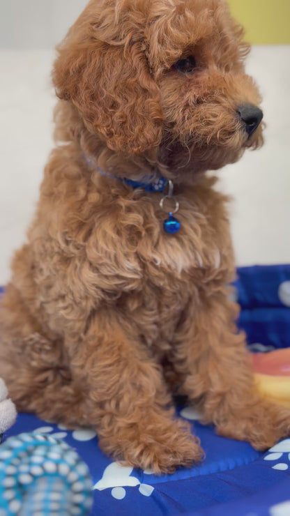 Male Apricot Toy Poodle ( Deposit Only, Please Read The DESCRIPTION Below‼️)