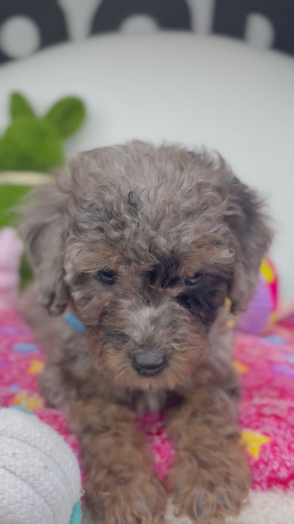 Merle Phantom Female Toy Poodle (Deposit Only ‼️ Please Read DESCRIPTION Below‼️)