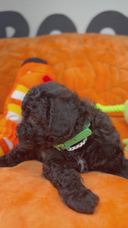 Tiny Black Male Toy Poodle 🐩 (Deposit Only‼️Please Read The Description Below‼️)