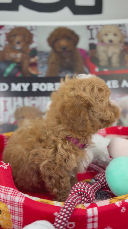 Red And White Male Teacup Poodle (Deposit Only‼️Please Read The Description Below‼️)