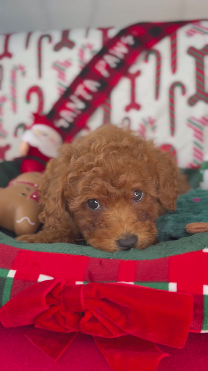 Dark Red Female Toy Poodle (Deposit Only‼️Please Read The Description Below‼️)