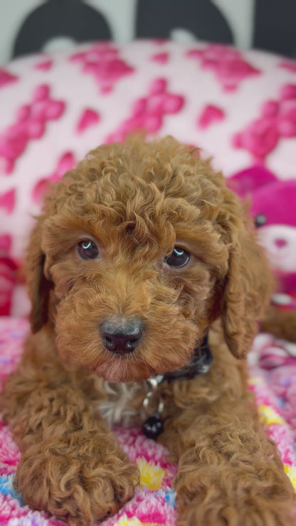 Dark Red Male Toy Poodle (Deposit Only ‼️ Please Read DESCRIPTION Below‼️)