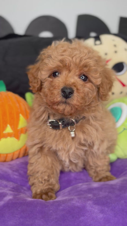 Apricot Male Toy Poodle (Deposit Only ‼️ Please Read The Description Below ‼️)