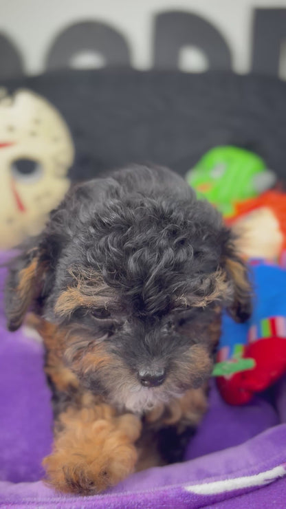 Apricot Phantom Female Micro Poodle Deposit Only‼️ (Please DESCRIPTION Read Below‼️)