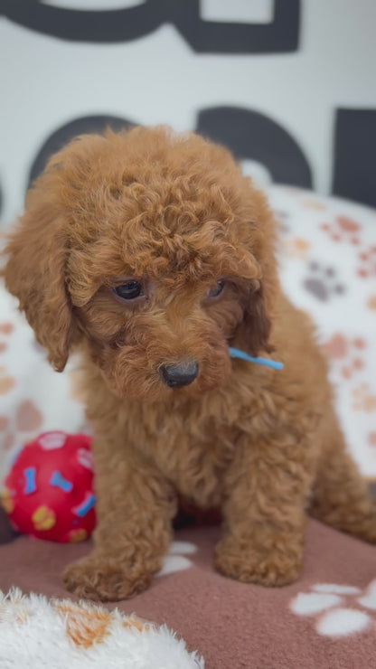 Dark Red Male Toy Poodle (Deposit Only‼️ Please Read The DESCRIPTION Below‼️)