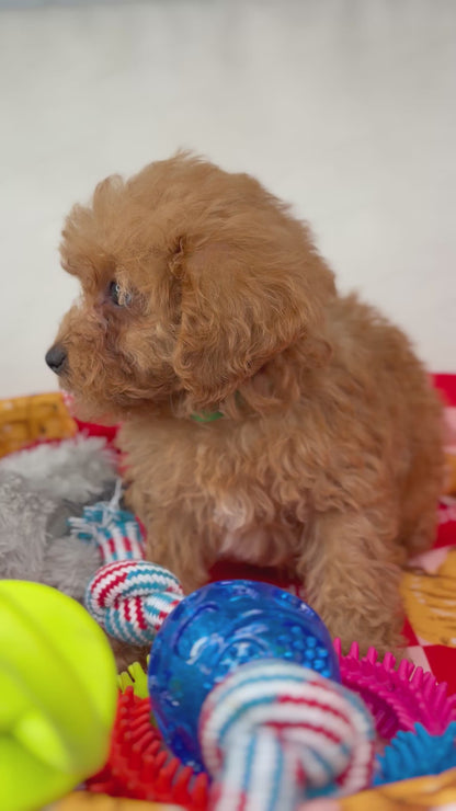 Male Apricot Teacup Poodle (Deposit Only‼️ Please Read The Description Below‼️)