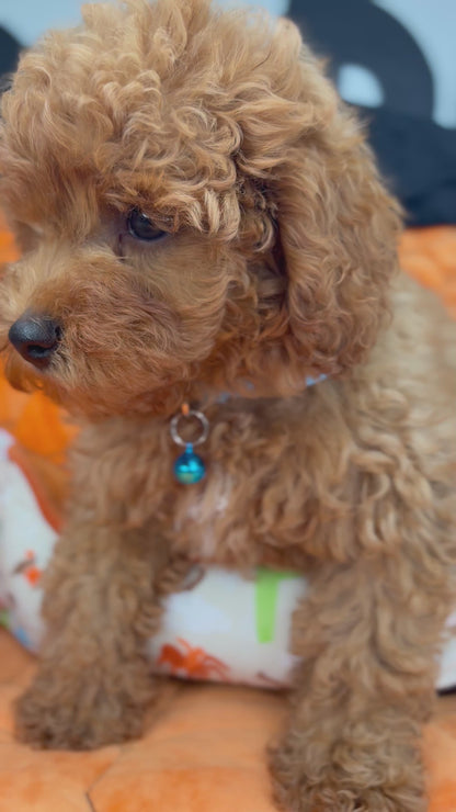 Apricot Female Toy Poodle (Deposit Only‼️Please Read The Description Below‼️)