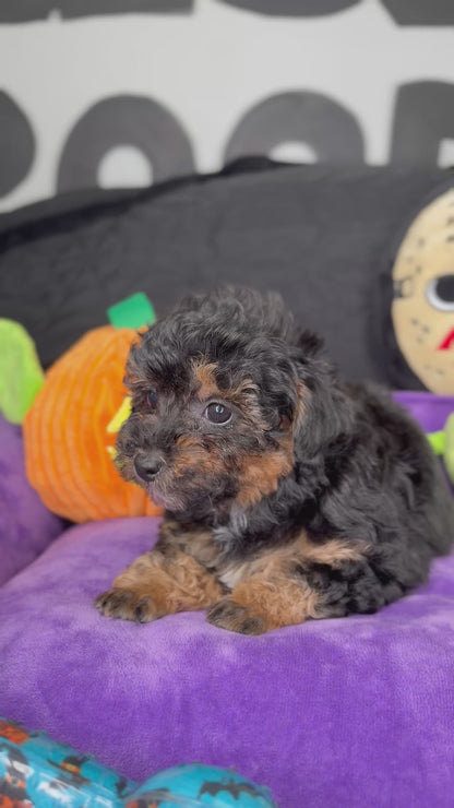 Red Phantom Female Teacup Poodle (Deposit Only Please Read The DESCRIPTION Below‼️